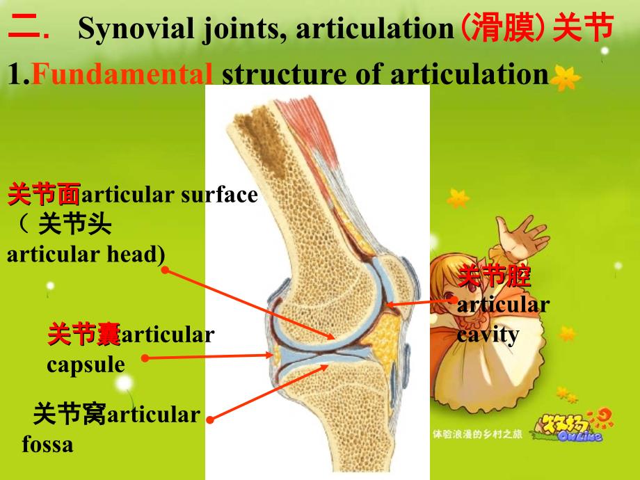 QIN关节肌学资料讲解_第4页