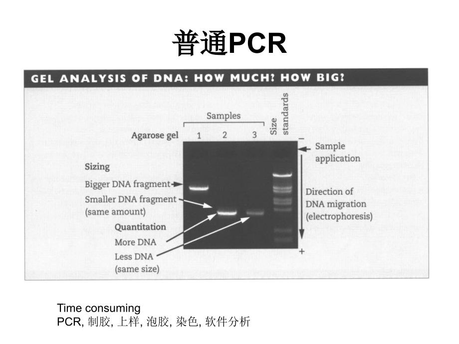 分子生物学实验课：定量PCR-2015_第2页