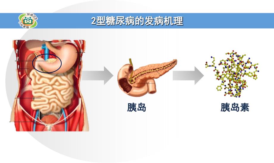 糖尿病的常用药物_第3页