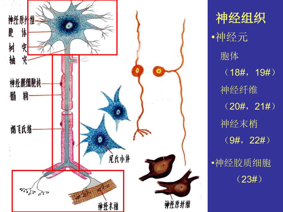 组织学与胚胎学实验课课件：4 神经组织_第2页