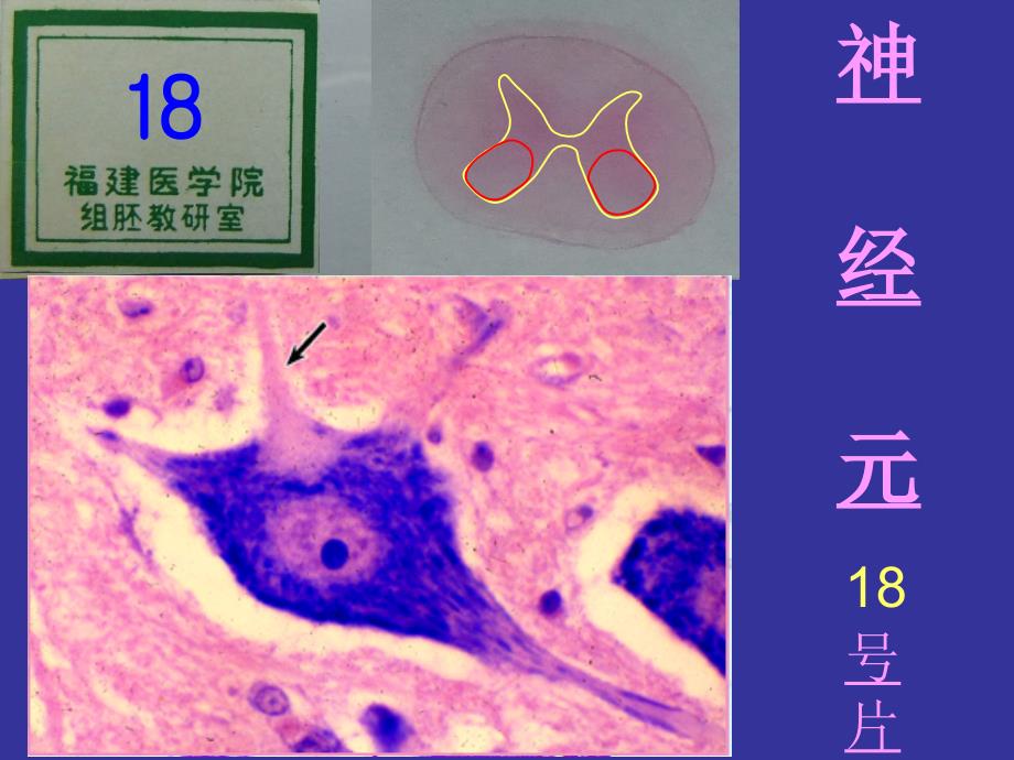 组织学与胚胎学实验课课件：4 神经组织_第4页