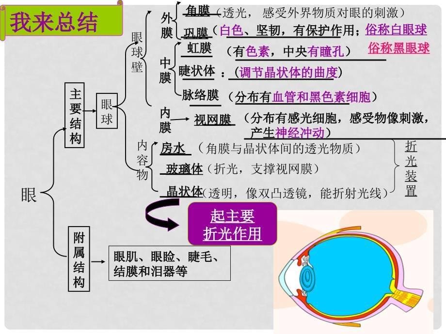 山东省邹平县实验中学七年级生物下册 3.5.4 人体对周围世界的感知课件 （新版）济南版_第5页