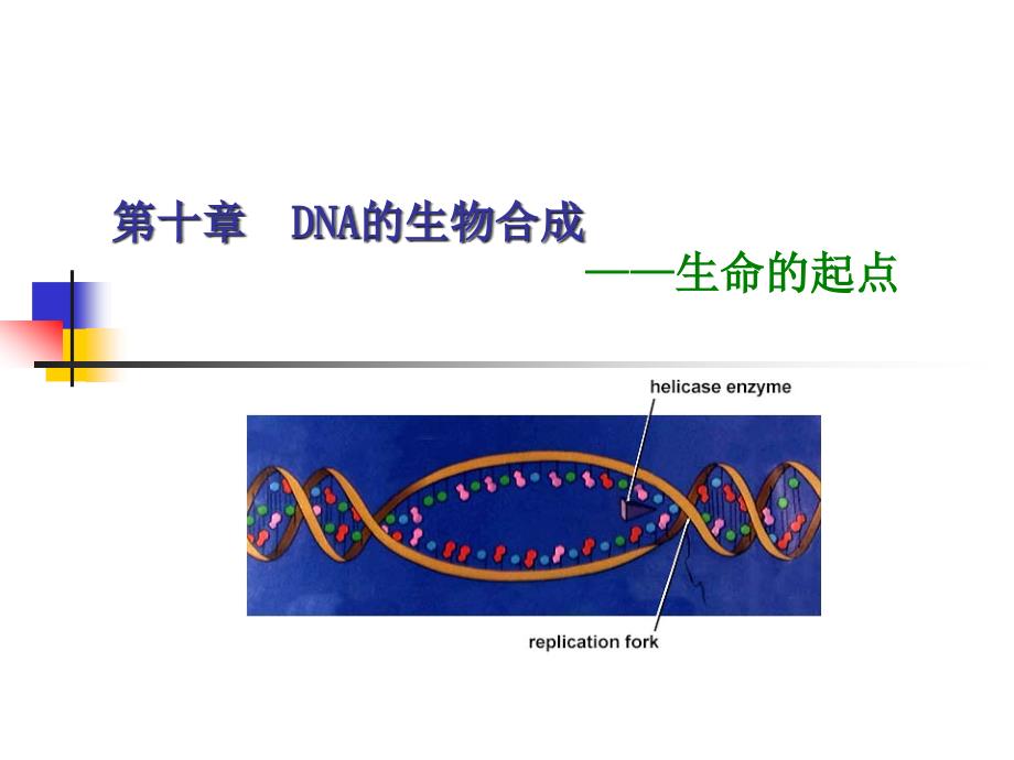 DNA的生物合成精品PPT1课件_第1页