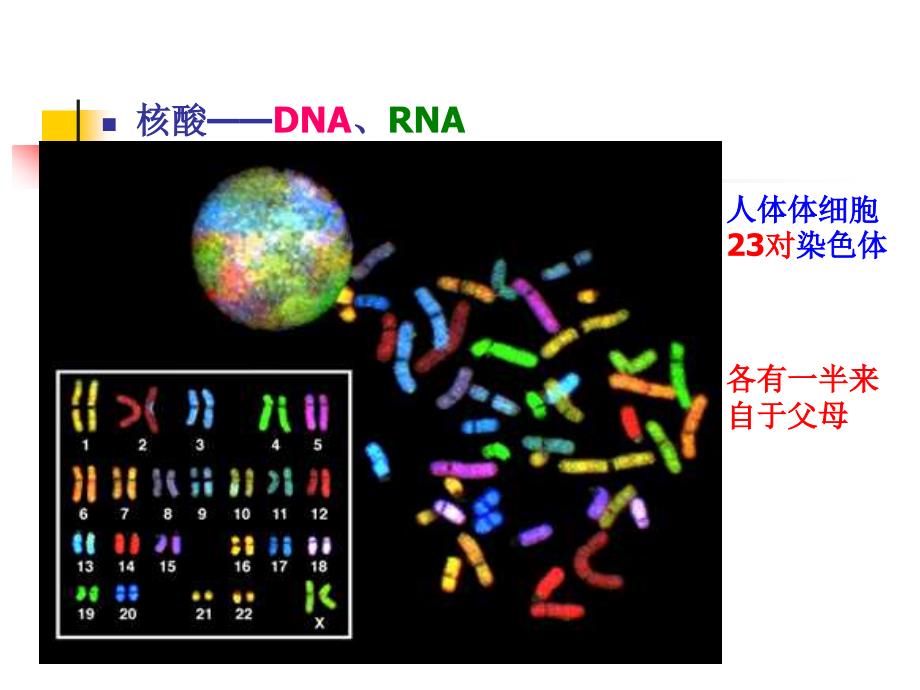 DNA的生物合成精品PPT1课件_第4页