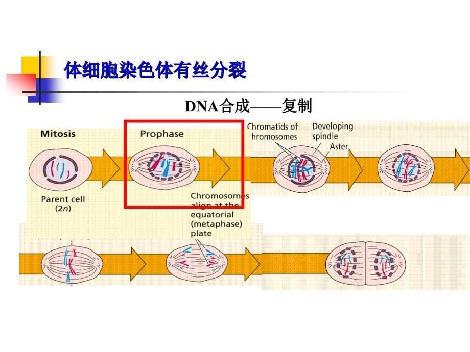 DNA的生物合成精品PPT1课件_第5页