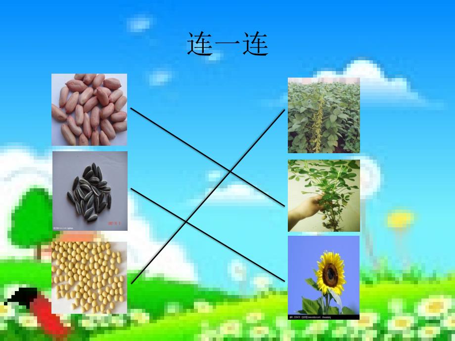 新北师大版一年级语文下册四单元植物一粒种子优质课课件19_第3页