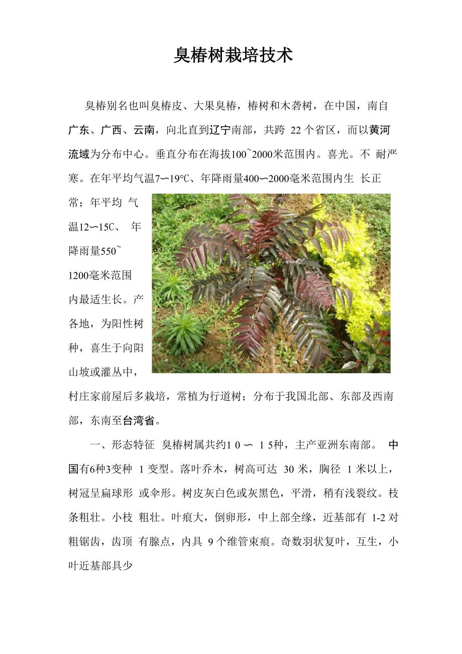 臭椿树栽培技术_第1页