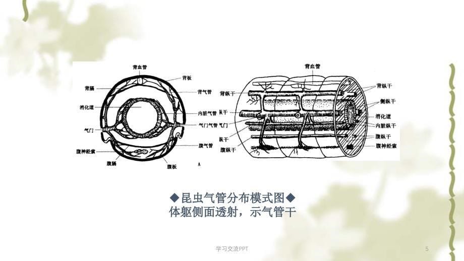 昆虫的呼吸系统1ppt课件_第5页