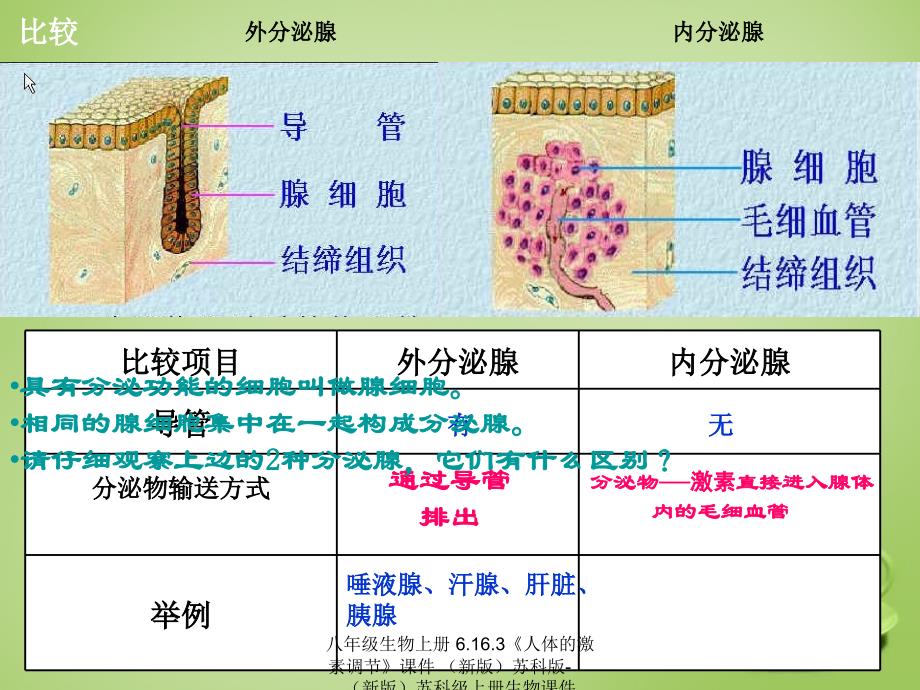 最新八年级生物上册6.16.3人体的激素调节_第4页