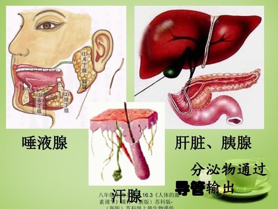 最新八年级生物上册6.16.3人体的激素调节_第5页