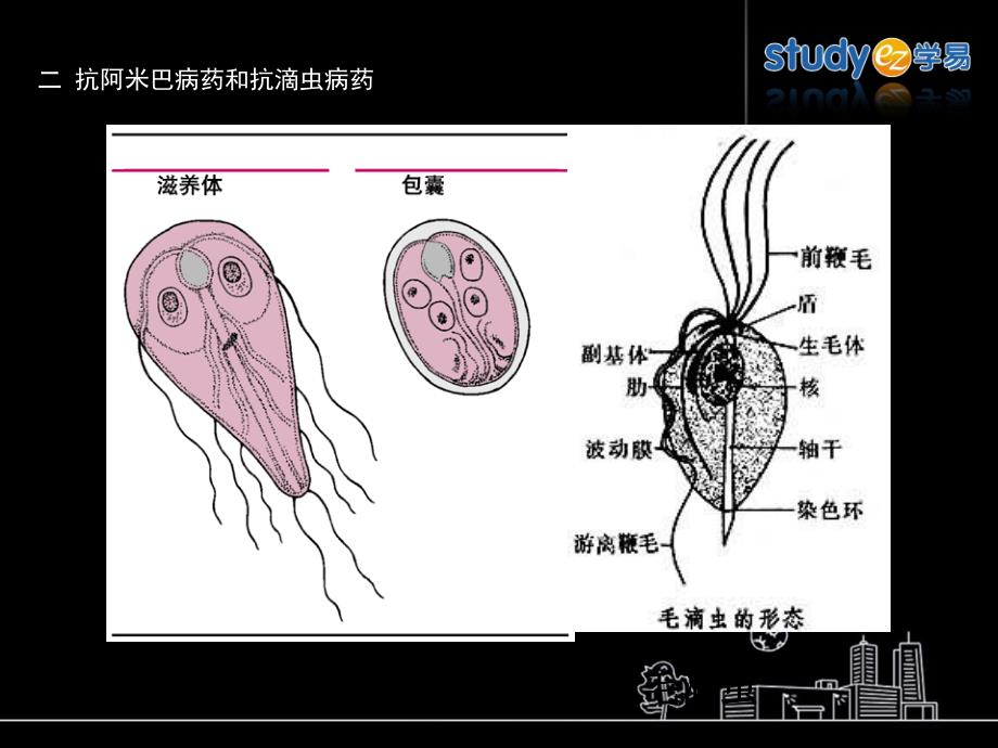 9抗阿米巴病药和抗滴虫病药课件_第1页