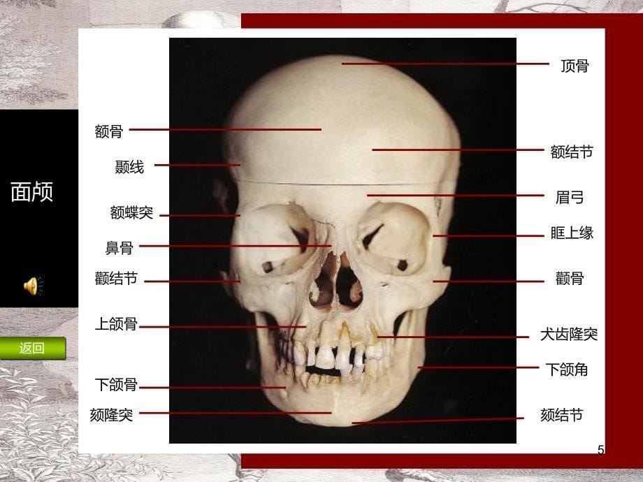 头部解剖结构PPT课件.ppt_第5页