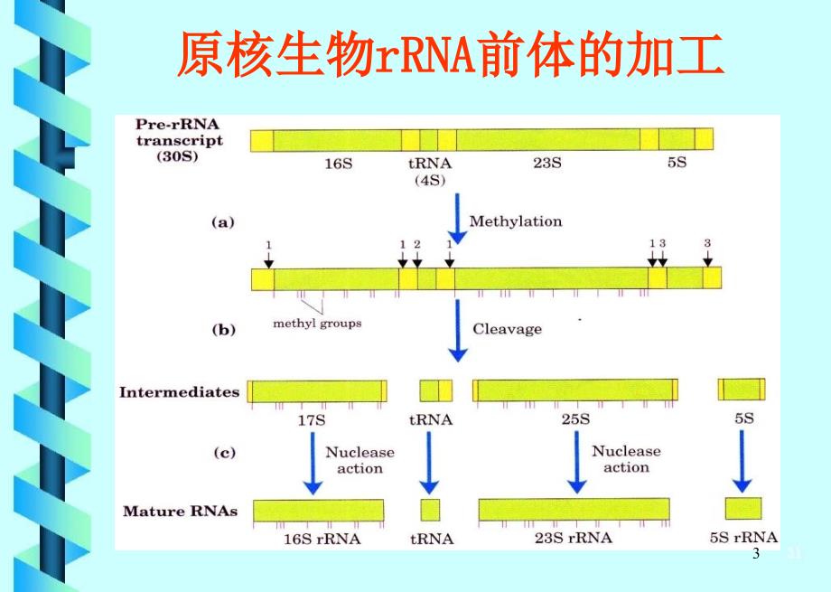 细胞学第6章B_第3页