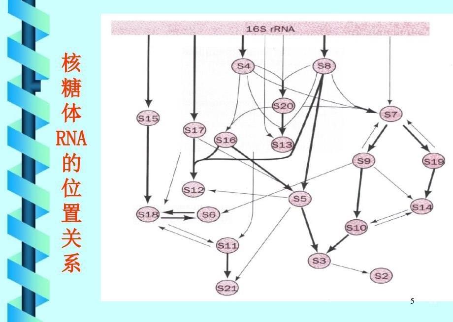 细胞学第6章B_第5页