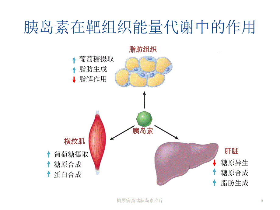 糖尿病基础胰岛素治疗课件_第5页