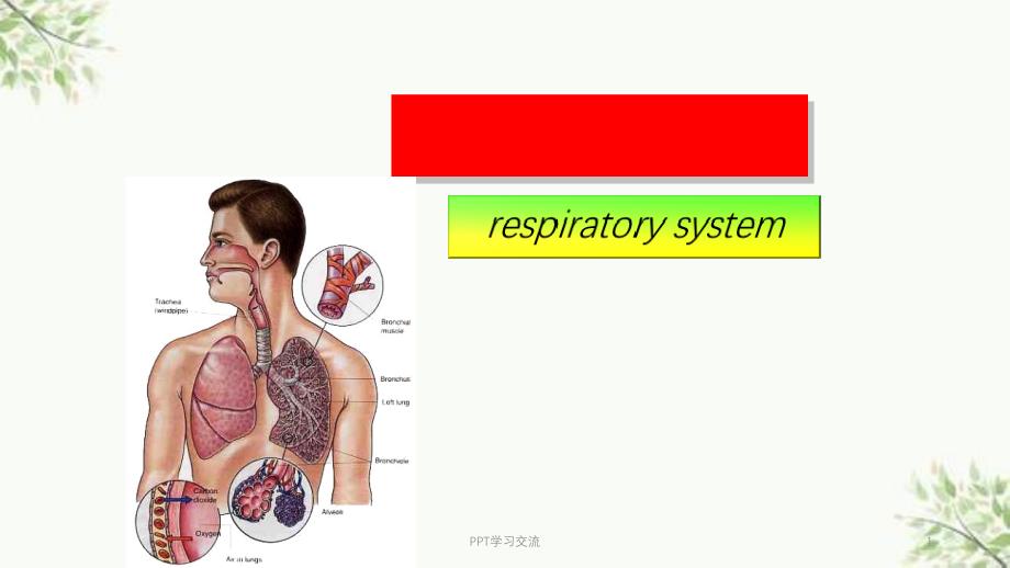 级呼吸系统ppt课件_第1页