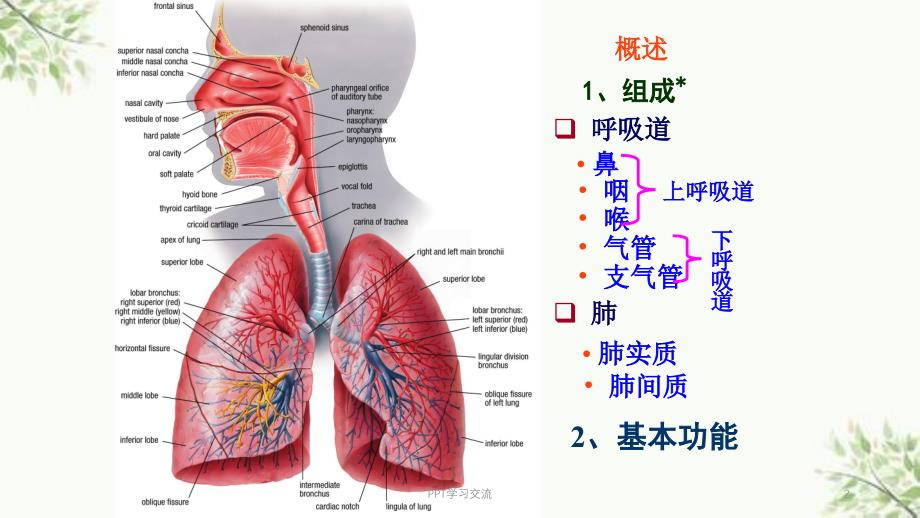 级呼吸系统ppt课件_第2页