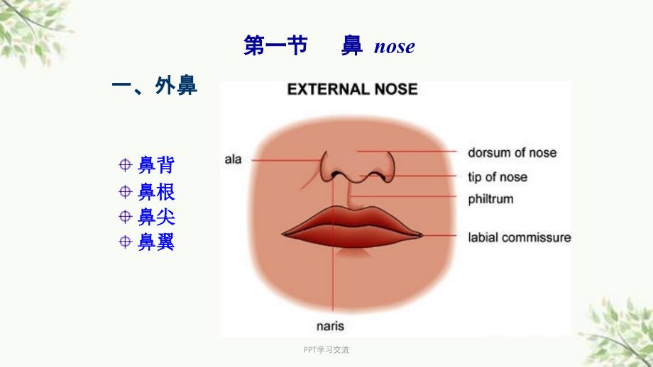 级呼吸系统ppt课件_第3页