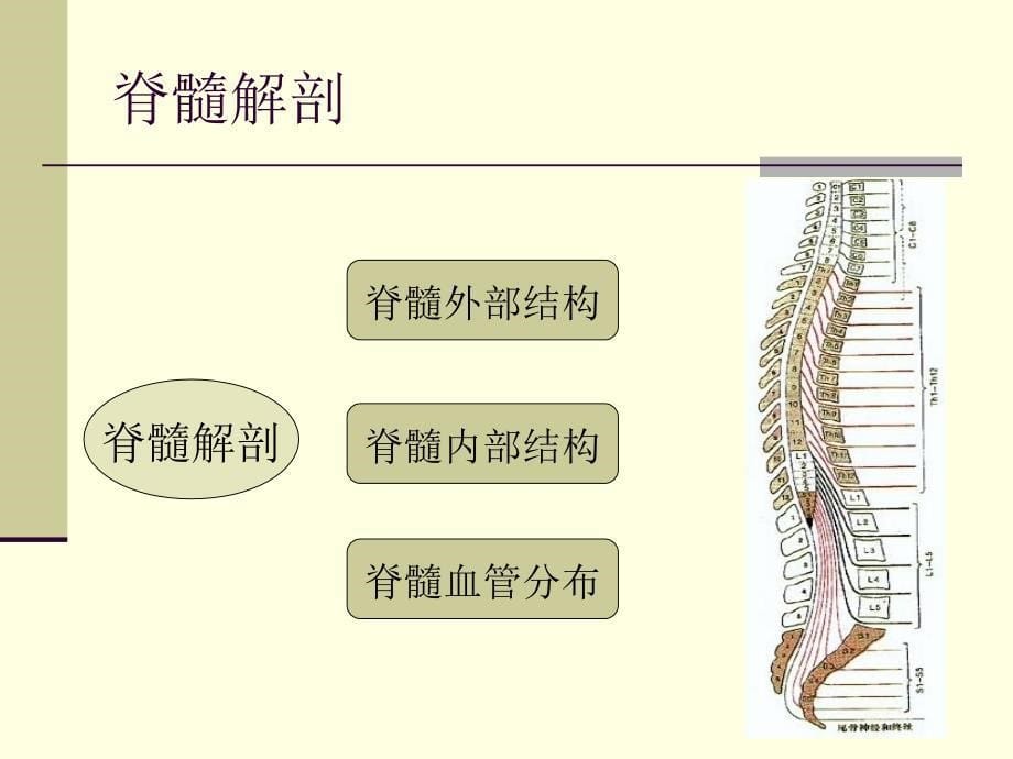 脊髓疾病ppt课件【精品课件】_第5页