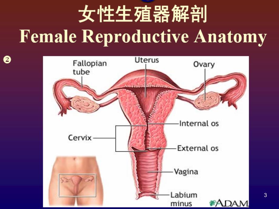 医学专题：妇科小手术_第3页