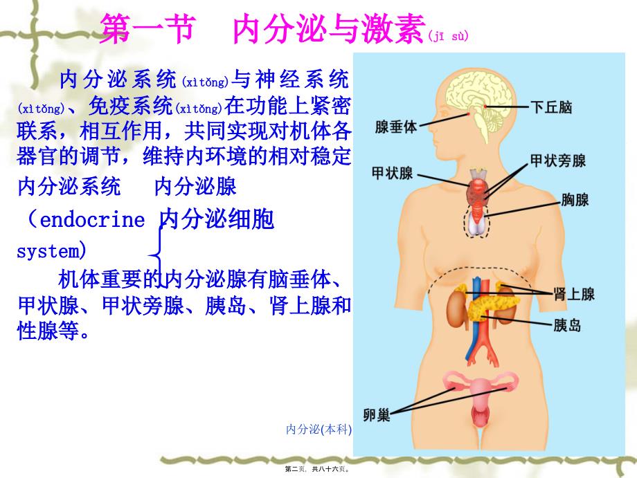 内分泌(本科)课件_第2页