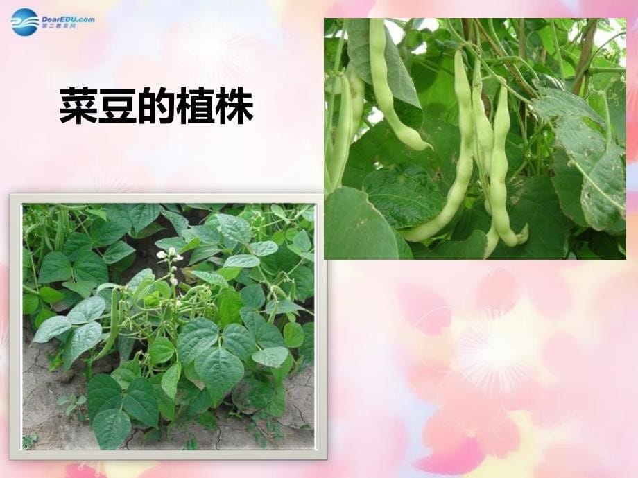 七年级生物上册 第三章 形形色色的植物《双子叶植物》课件 （新版）冀教版_第5页