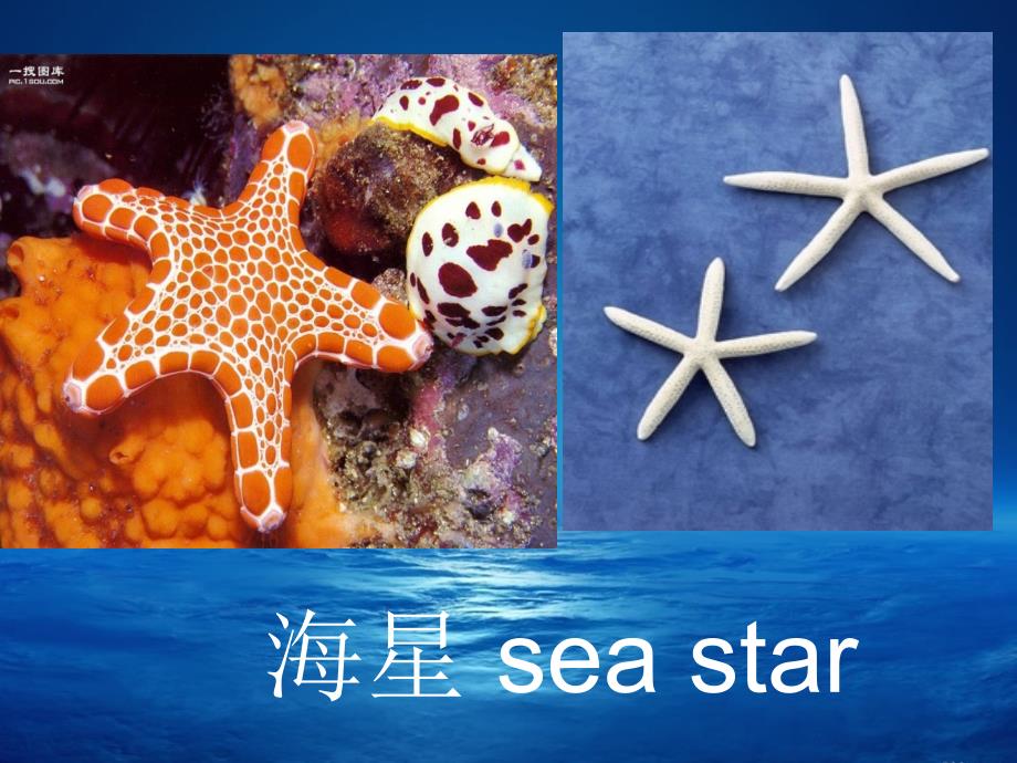 海洋生物英语词汇.ppt_第1页