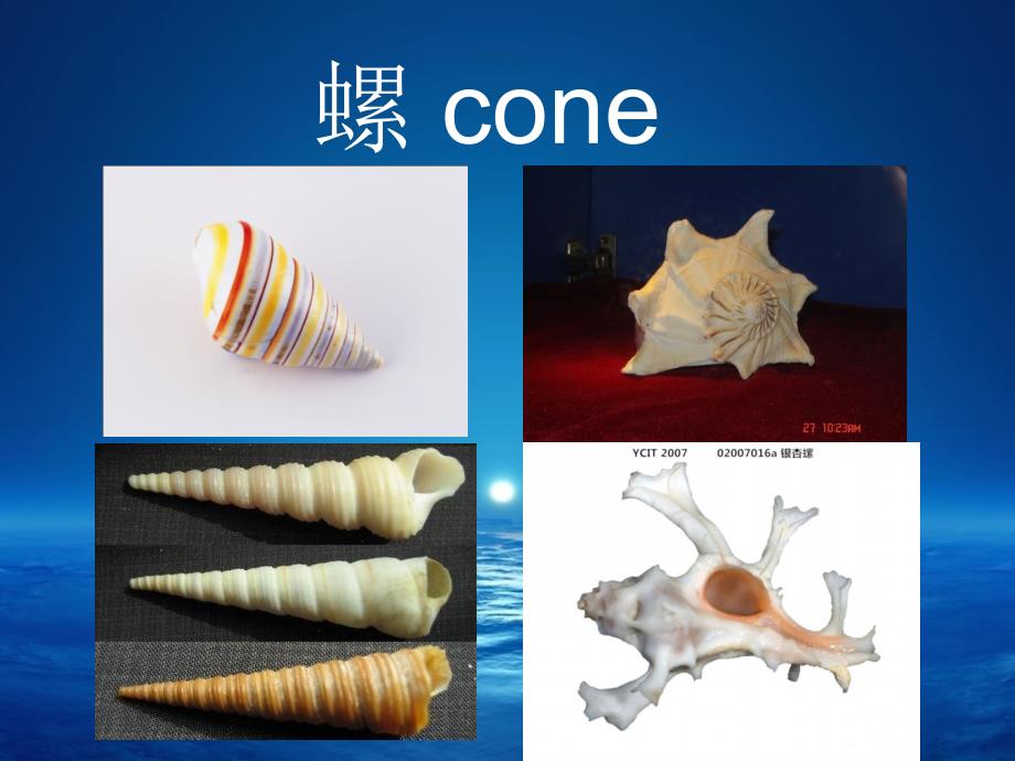 海洋生物英语词汇.ppt_第4页