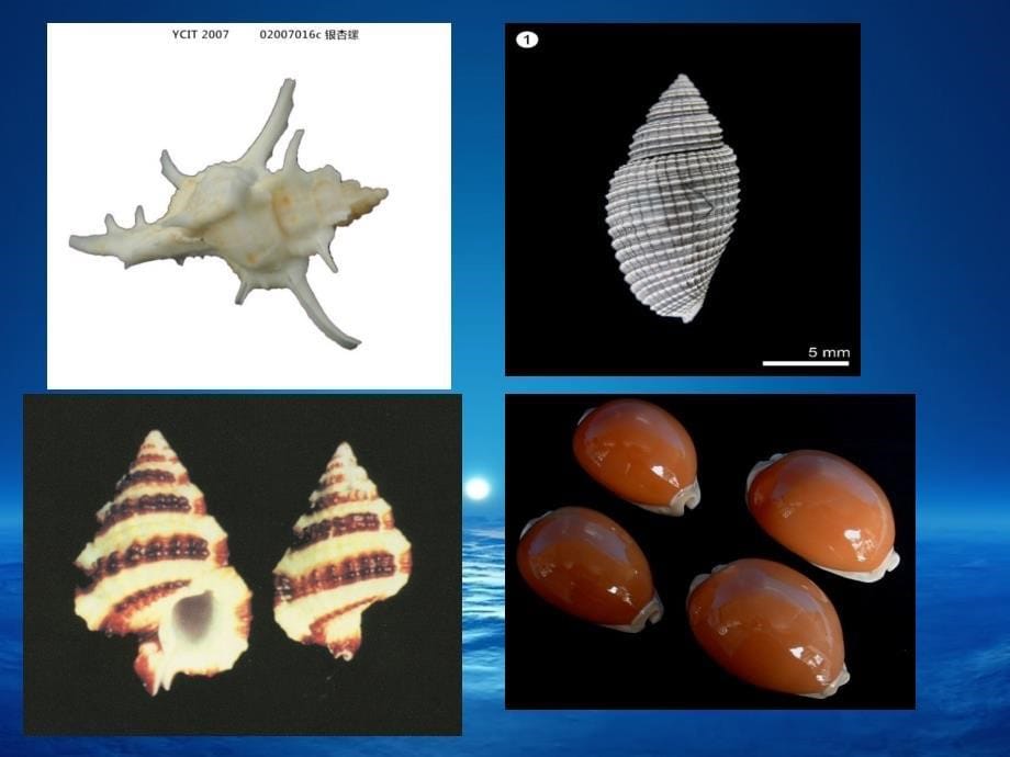 海洋生物英语词汇.ppt_第5页