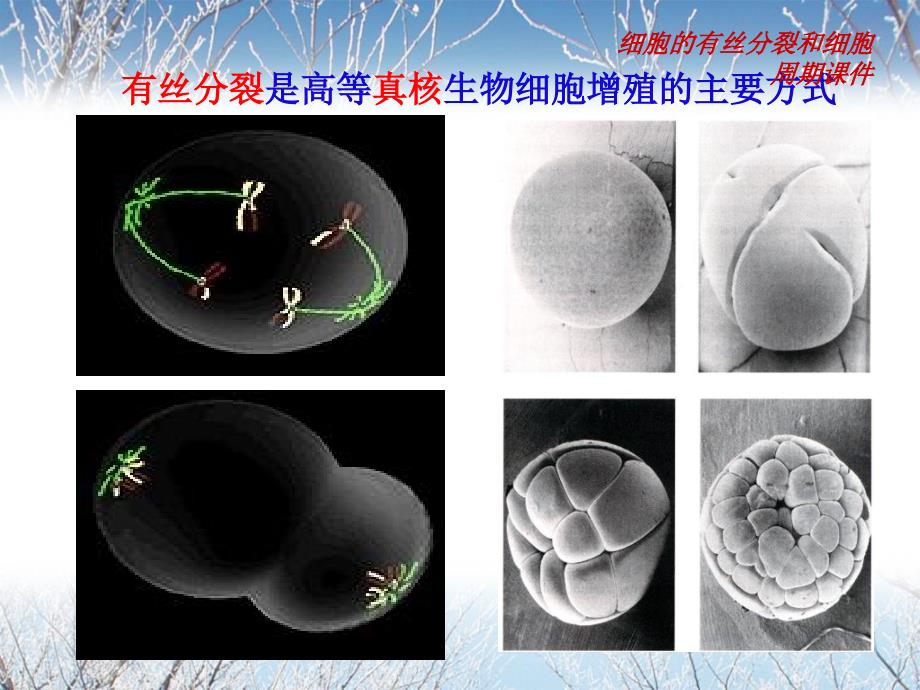 细胞的有丝分裂和细胞周期课件_第3页