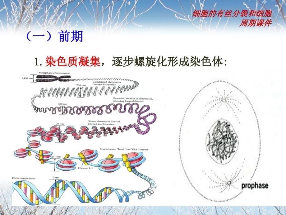 细胞的有丝分裂和细胞周期课件_第5页