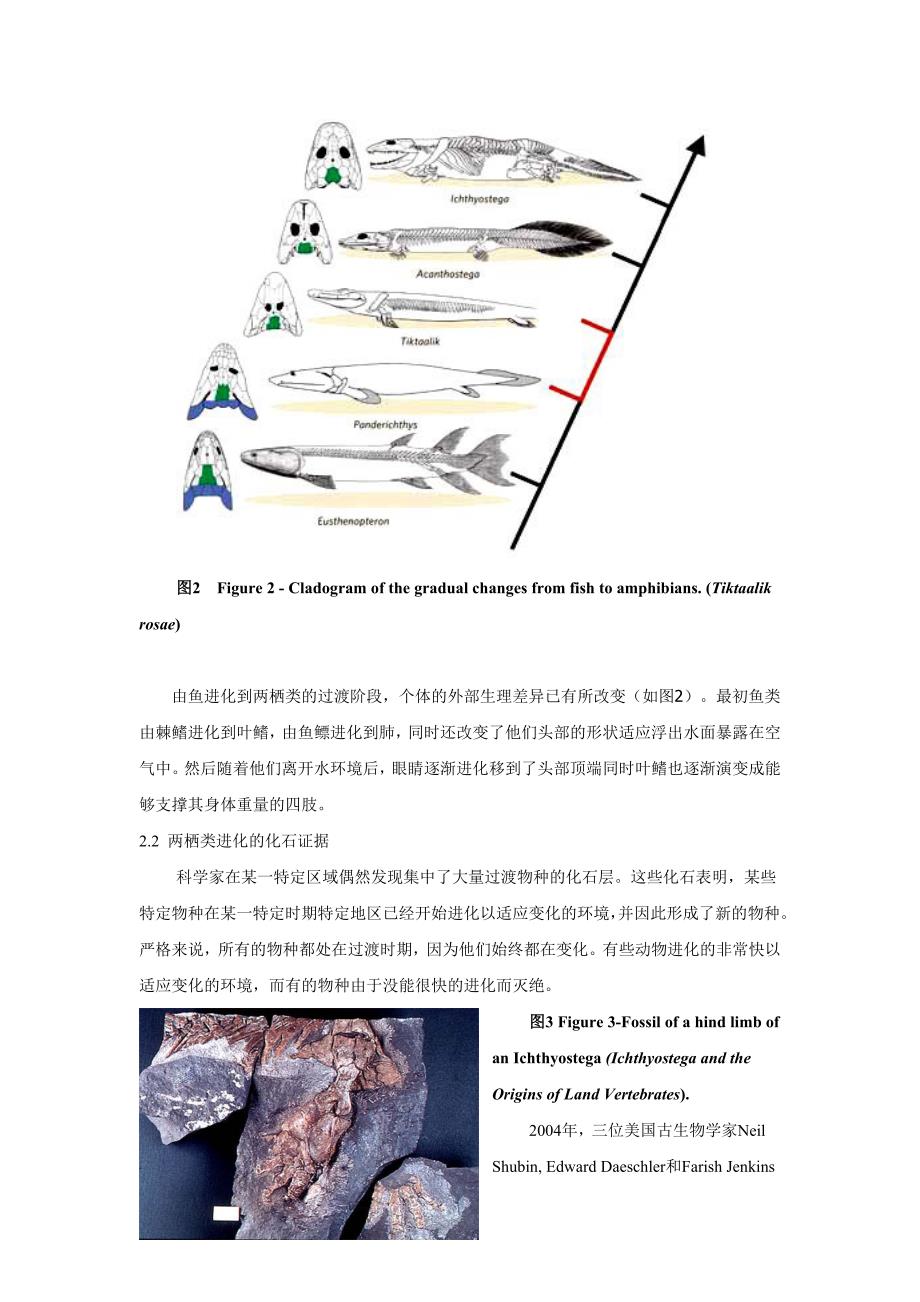 两栖动物的进化过程.doc_第3页