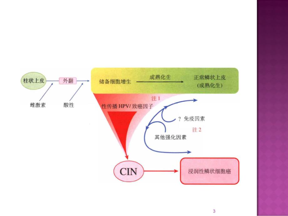 妇科标本诊断ppt课件_第3页