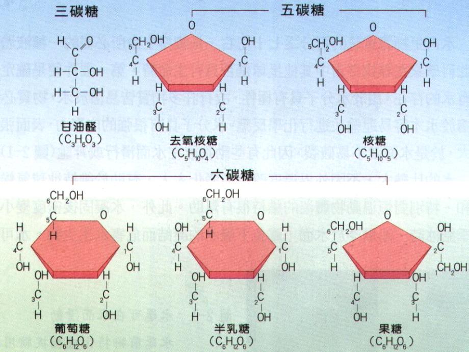 细胞中的糖类和脂类_第4页