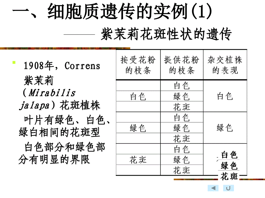 第六章细胞质遗传_第4页