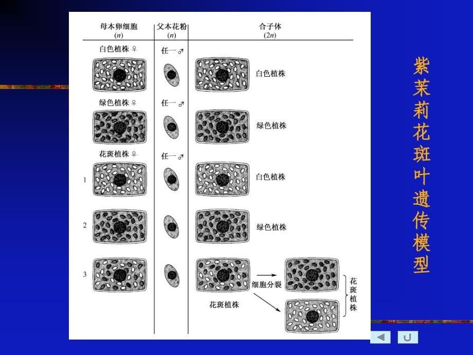 第六章细胞质遗传_第5页