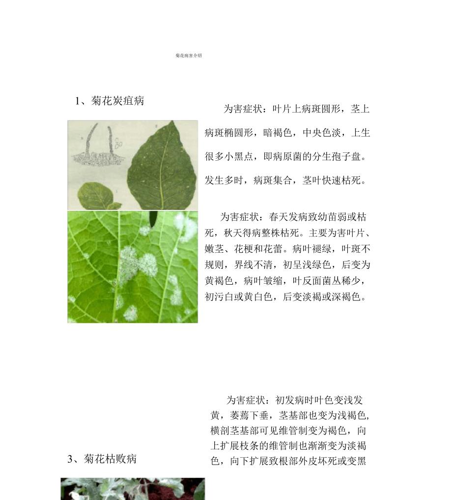 菊花病害介绍_第1页