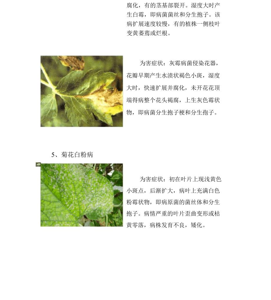 菊花病害介绍_第2页