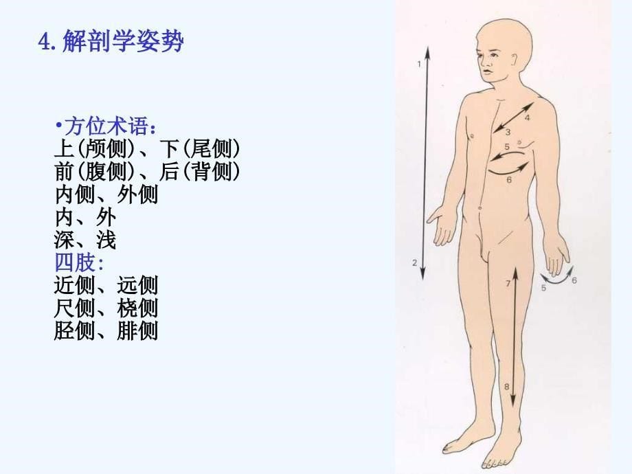 系统解剖学 课件_第5页