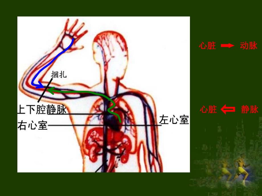 第一节《人体内物质的运输》ppt课件(苏科版八年级上)--血液循环--初中生物_第4页