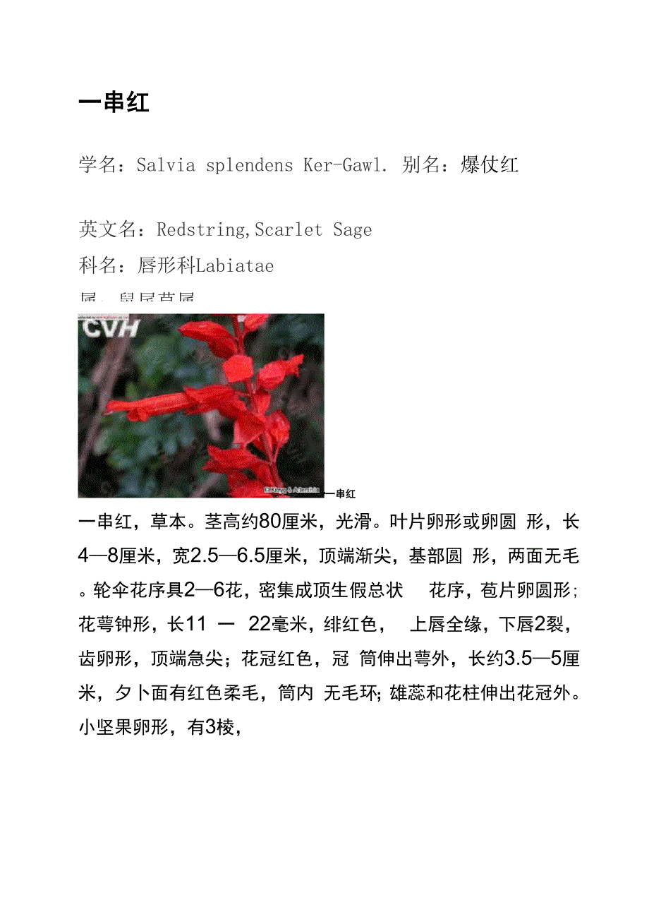 一串红栽培资料_第1页