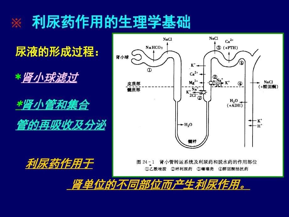 利尿药与脱水药-尹潇爽_第5页