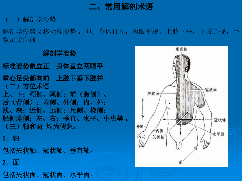 人体解剖学课件PPT-全_第4页