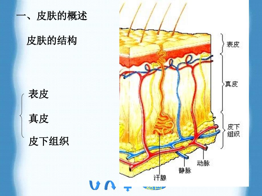 营养与美容最新课件_第3页