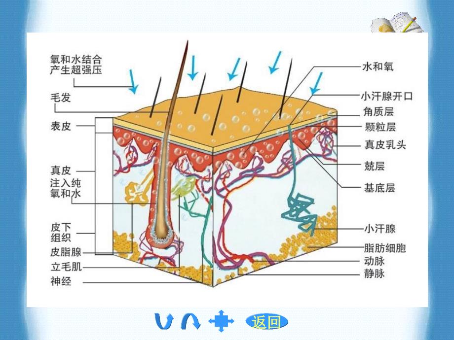 营养与美容最新课件_第4页