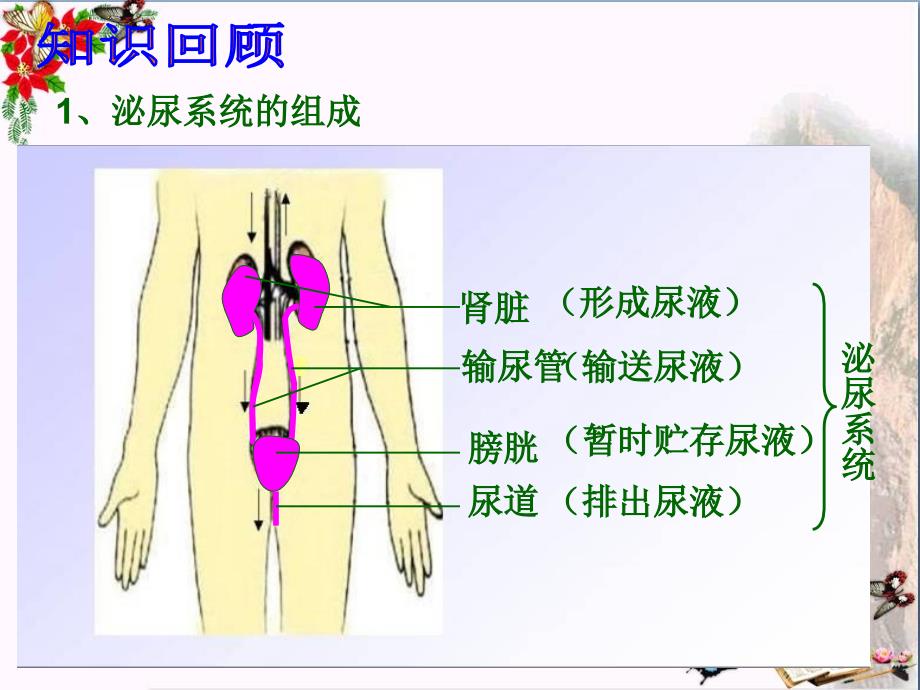 七年级生物下册-第六章-第一节-人体对外界的感知(眼和视觉)课件-新人教版_第2页