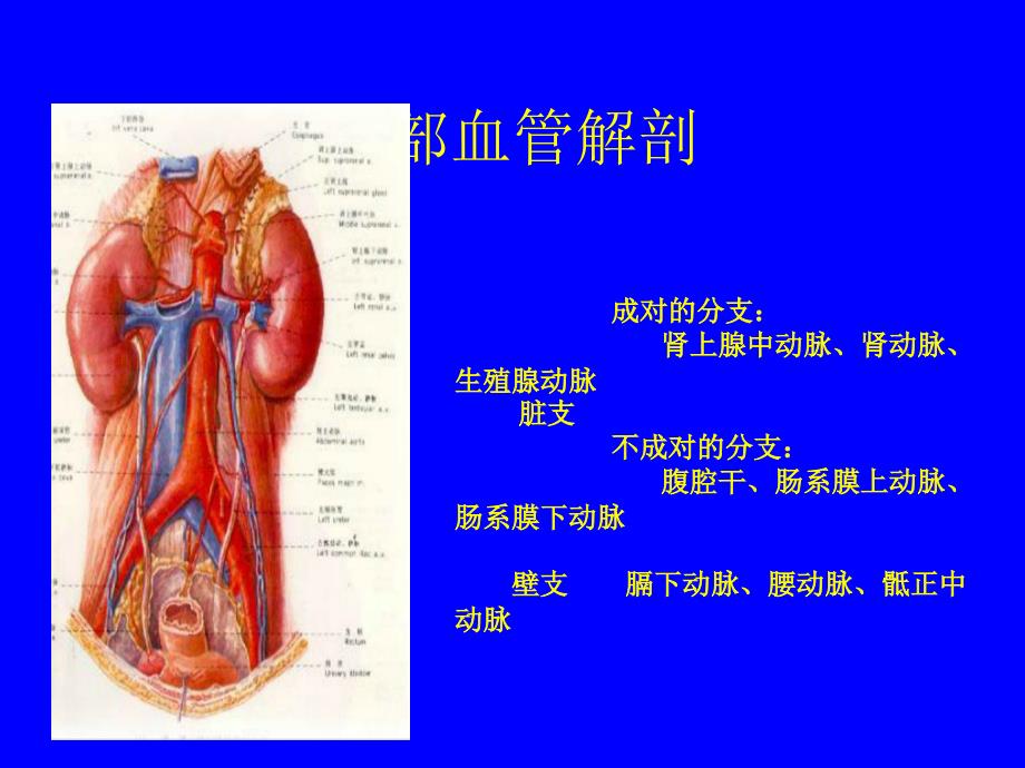 腹部血管疾病的超声诊断.ppt_第2页