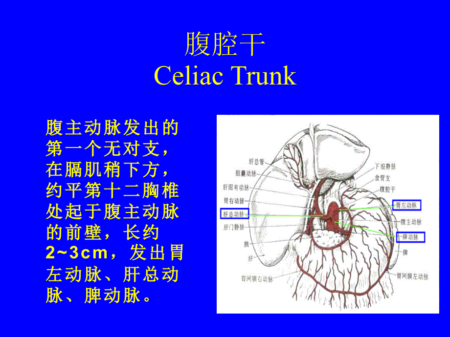 腹部血管疾病的超声诊断.ppt_第3页