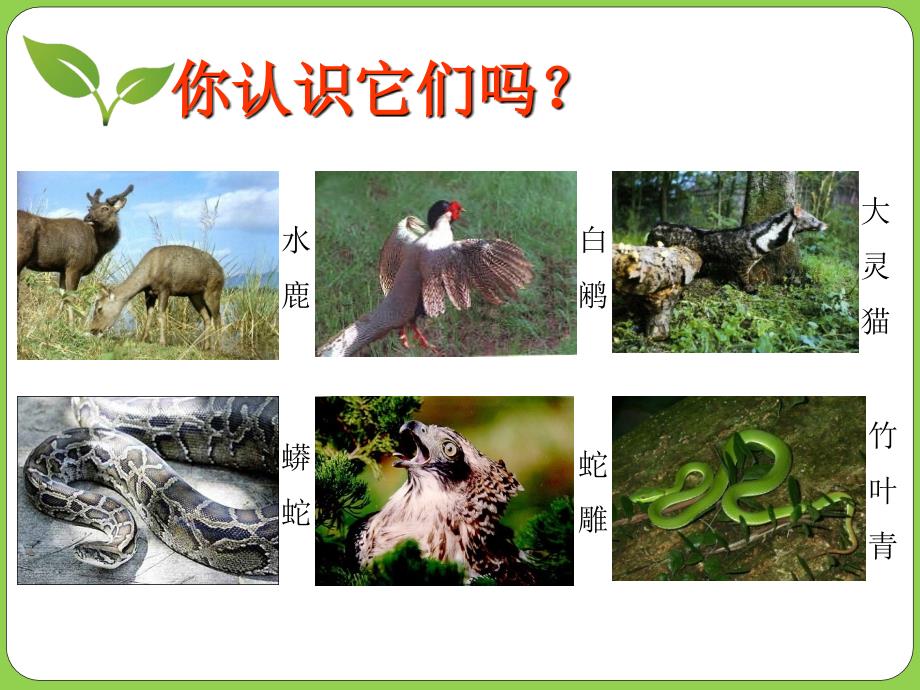 认识生物的多样性.ppt_第4页