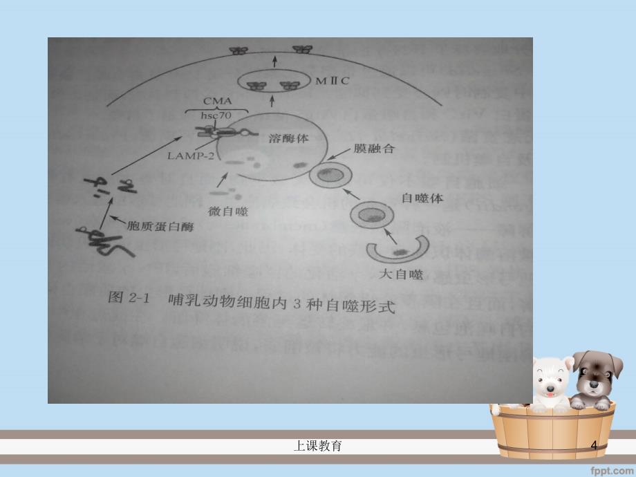 自噬性细胞死亡实用课资_第4页